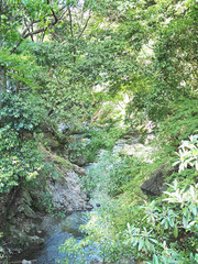 箕面市の綺麗な森の風景