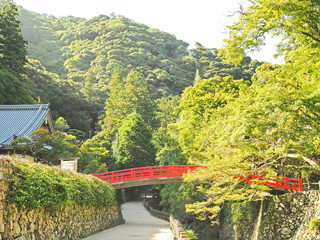 箕面市の綺麗な森の風景