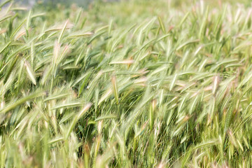 Bright field, spring grass