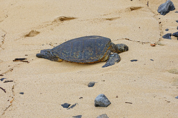 Wild Honu giant Hawaiian green sea turtles at Hookipa Beach Park, Paia, Maui
