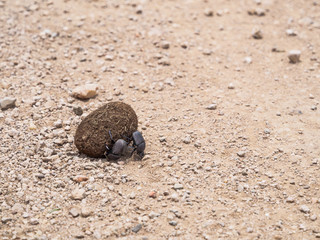 Dung Beetle pushing ball of dung