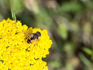 bee on a yellow flower