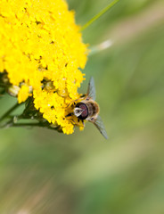 bee on a yellow flower