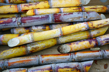 Sticks of fresh sugar cane at a market in Hawaii