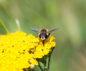 bee on a yellow flower