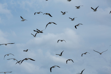 a flock of seagulls flying at North Beach Maryland along the Chesapeake Bay in Calvert County Southern Maryland USA - obrazy, fototapety, plakaty
