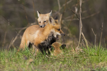 red fox kits in spring