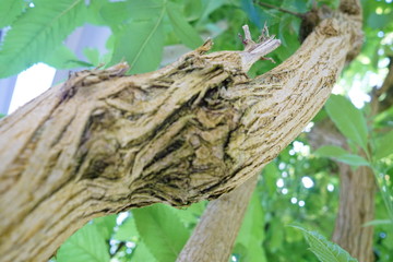 美しい植物が生息する日本の美しいフラワーパークの景色