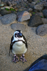 Black and white African black-footed penguins