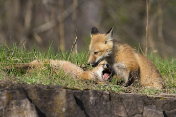 red fox kits in spring