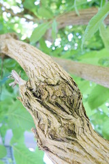 美しい植物が生息する日本の美しいフラワーパークの景色