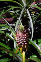 Obraz premium Pineapple (Ananas Comosus) growing on a tropical bromeliad plant with pink leaves 