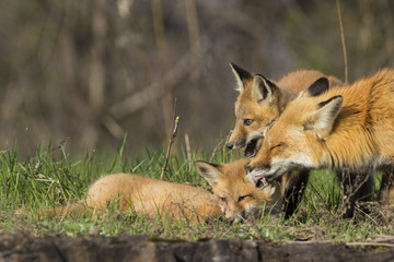 Female red fox with kits