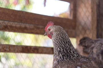 hens in the chicken coop © donikz