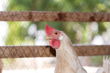 hens in the chicken coop
