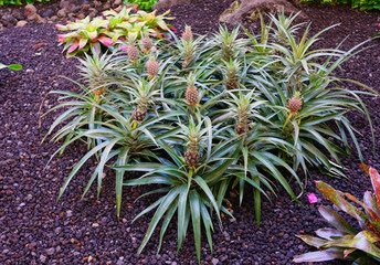 Fototapeta premium Pineapple (Ananas Comosus) growing on a tropical bromeliad plant with pink leaves 