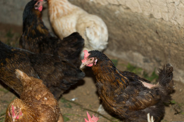 hens in the chicken coop © donikz