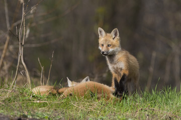 red fox kits in spring