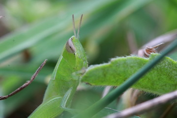 Portrait of small grasshopper on grass leaf in grass field