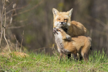 Female red fox with kits