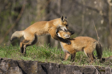 red fox kits in spring