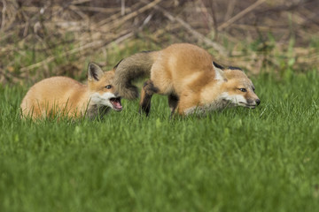 red fox kits in spring