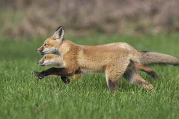 red fox kits in spring