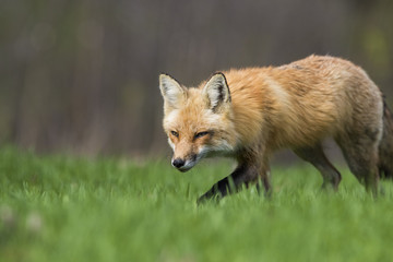 Female red fox hunting in spring