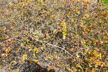 美しい植物が生息する日本の美しいフラワーパークの景色