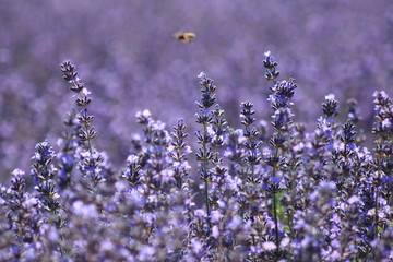 Close-up of growing violet lavender in French Provence 
