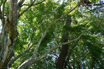 美しい植物が生息する日本の美しいフラワーパークの景色