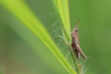 Portrait of small grasshopper on grass leaf in grass field