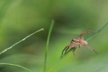 Close up tiny grey spider on grass leaf in grass field