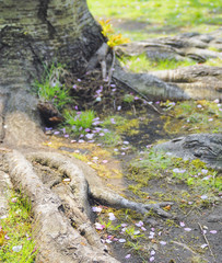 木　根　桜　花びら　素材