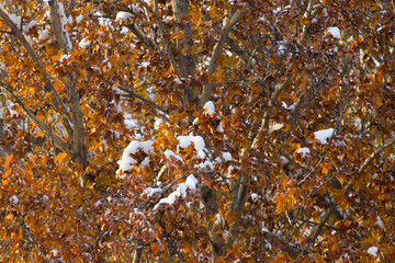 background maple tree in winter
