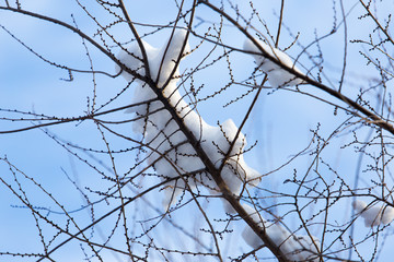 branches of trees in winter with snow