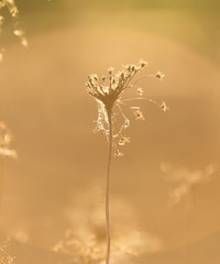 soft sunlight, lights the grass at sunset