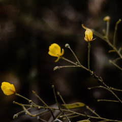 Pequenas flores do Cerrado brasileiro