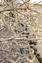 branches of trees in winter with snow