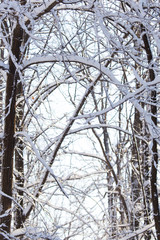 Obraz premium branches of trees in winter with snow