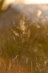 soft sunlight, lights the grass at sunset