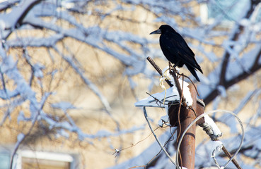 Winter time, a bird of the crow