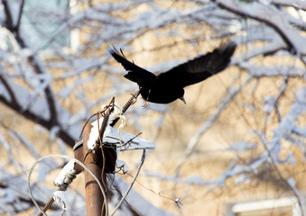 Winter time, a bird of the crow