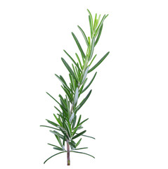 Rosemary isolated on a white background