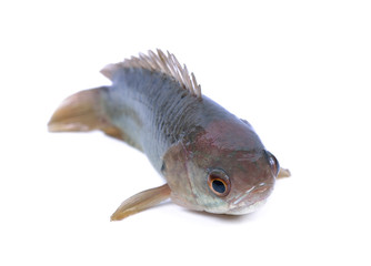 Climbing perch fish isolated on white background