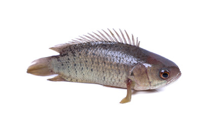 Climbing perch fish isolated on white background