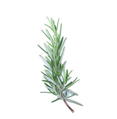 Rosemary isolated on a white background