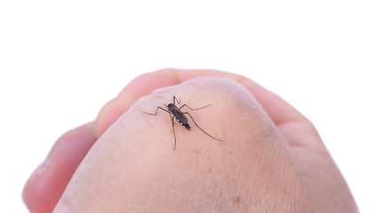 Mosquito bite isolated on white backgrond