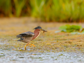 Green Heron Running with Fish