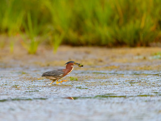Green Heron Runnung with Fish